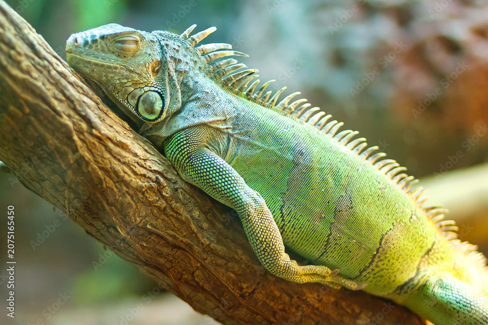 Fototapeta premium Side profile view of a green iguana resting on a wooden branch in a naturalistic habitat with wildlife