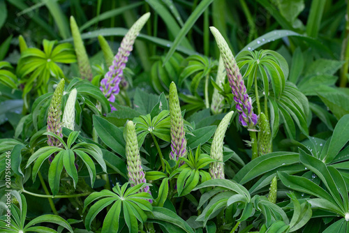 Young lupine blossoms among the dense green foliage in the garden.