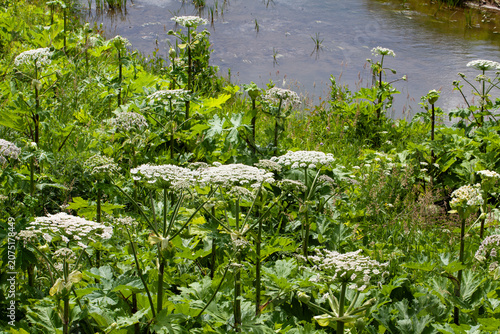 Thickets of flowering hogweed on the riverbank (Latin: Heracléum).