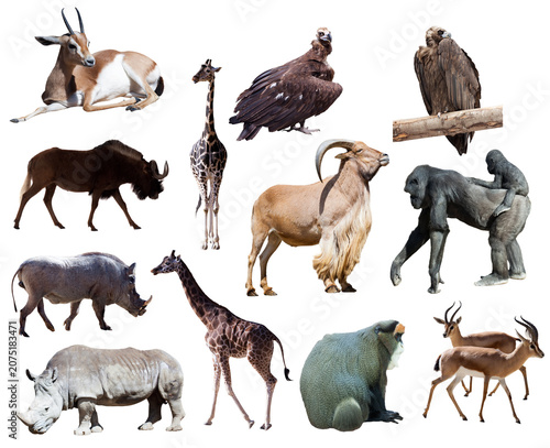 Collage of african savannah wild animals isolated on white background with animal kingdom savannah wildlife