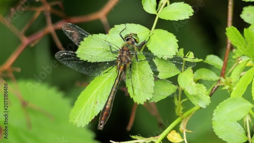 Green dragonfly perching on a leaf
