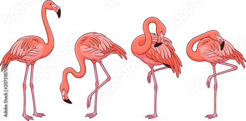 Photos Pink Flamingo Exotic Bird Vector Character Set Featuring Various Poses Standing