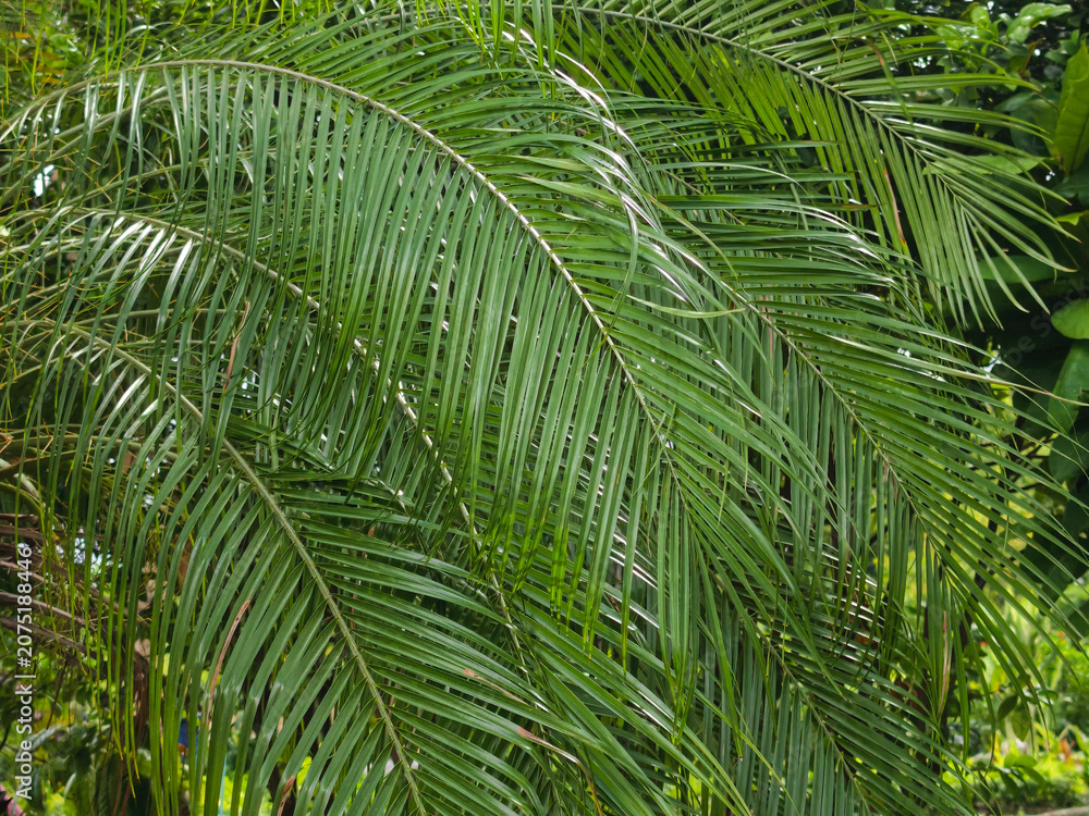 Naklejka premium green palm leaf texture in a park