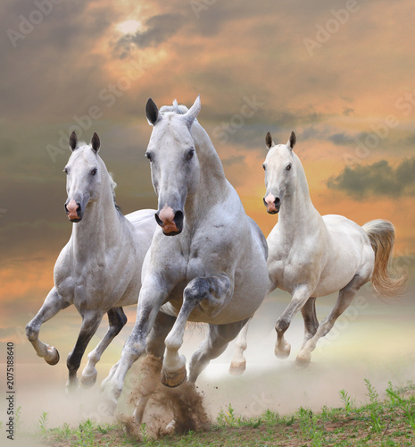 Fotografía Galloping white horses in sunny meadow at sunset with equestrian sunlight powerf