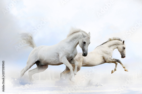 Φωτογραφία Two graceful white horses running together in winter snow landscape with gallopi