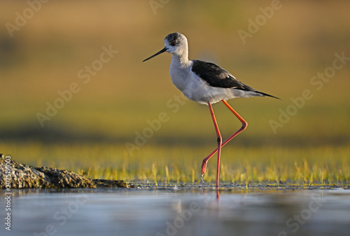 Cuadro en lienzo Black winged stilt standing in warm wetland light