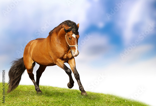 Canvastavla Sturdy brown draft horse with white facial marking trotting across a grassy hill