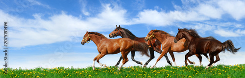 Foto Group of horses running on a sunny green field under a blue sky with galloping s