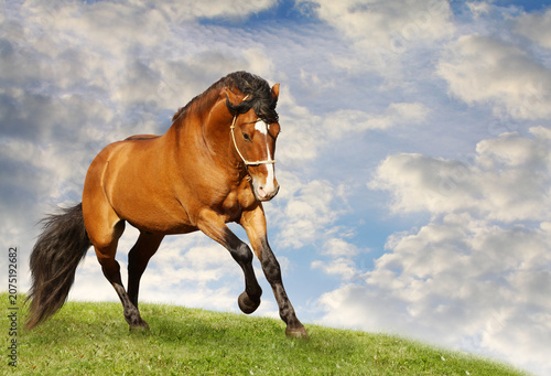 Konstfotografi Bay horse trotting on green pasture against cloudy blue sky with trotting stalli
