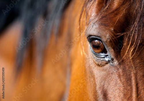 Quadro su tela Extreme close-up of a chestnut horse eye showing rich brown iris and eyelashes w