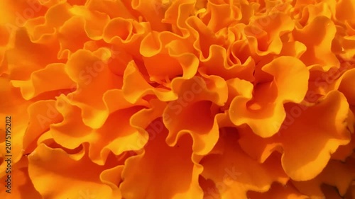 Extreme Macro Close Up of Orange Marigold Flower Tagetes erecta, Vibrant Ruffled Petals, Floral Texture Background, Garden Blossom, Nature Beauty, 4K Cinematic Stock Footage