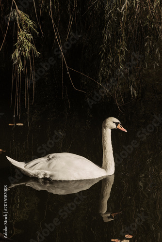 White beautiful adult white swan on water