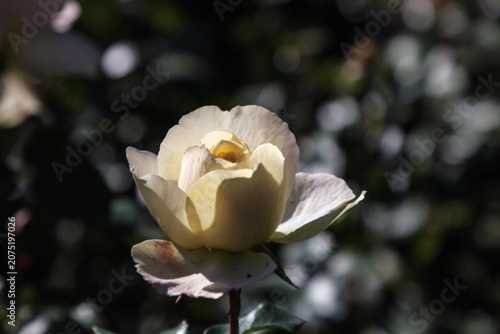 Pale yellow blooming rose in morning garden