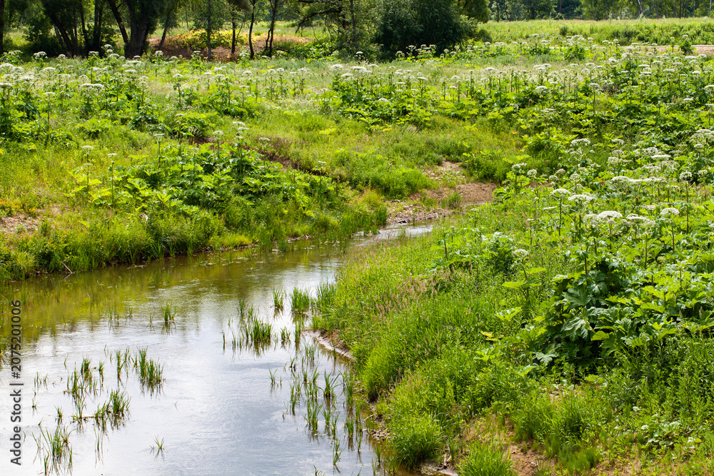 Φωτογραφία Thickets of flowering hogweed on the riverbank (Latin: Heracléum)