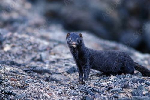 Konstfotografi American mink