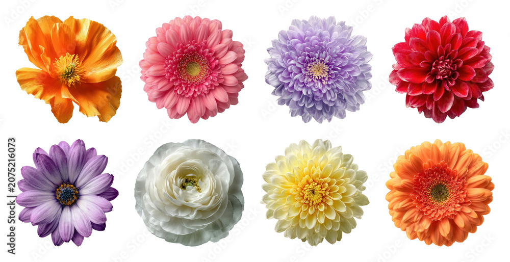 Fototapeta premium PNG Colorful flower collection isolated on transparent background