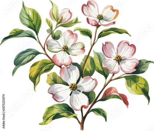 watercolor Dogwood Plant vector illustration isolated on white background