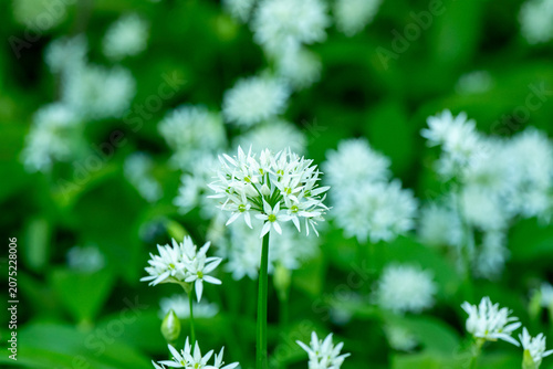 Ramson Allium ursinum blossoms in Swedish forest