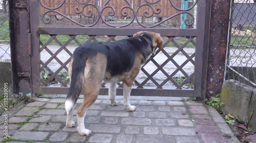 dog standing near the metal gate in the backyard, The dog wants to go outside for a walk, it stands and waits at the gate.