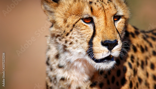 Konstfotografi Close-up portrait of a wild cheetah looking alert with wildlife predator portrai