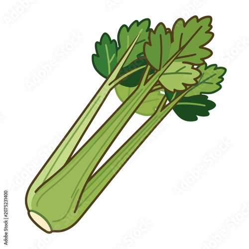 Fresh celery stalk with leaves vector illustration