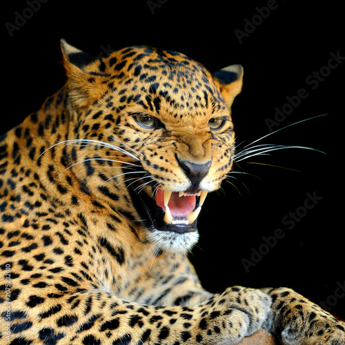 Konstfotografi Fierce leopard growling with sharp teeth visible against black background predat