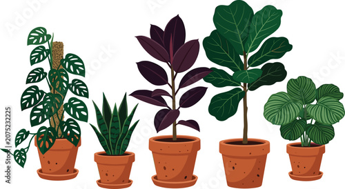 Tableau sur toile Popular Indoor Houseplants Set with Monstera Fiddle Leaf Fig Rubber Plant Calath