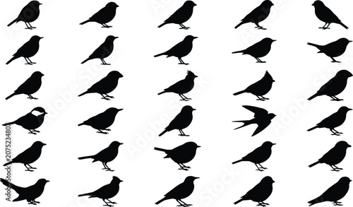 Fotografie Graphic collection of various songbird silhouettes showing diverse behaviors and