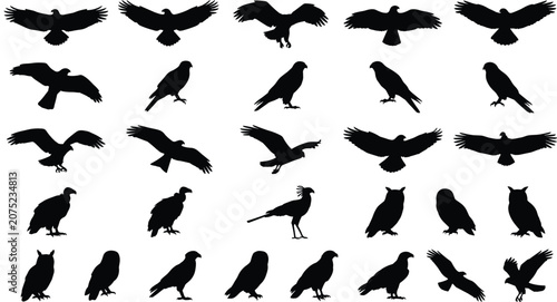 Fényképezés Graphic set of predatory bird silhouettes illustrating eagles vultures and hawks