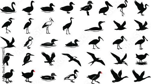 Photos Set of waterfowl and wading bird silhouettes, isolated black and white vector gr