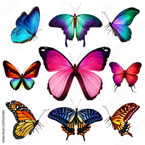 Group of multi-colored tropical butterflies isolated on white background with butterfly colorful tropical