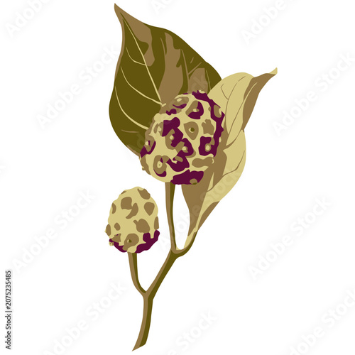 Hydrangea flower and bud flat vector illustration