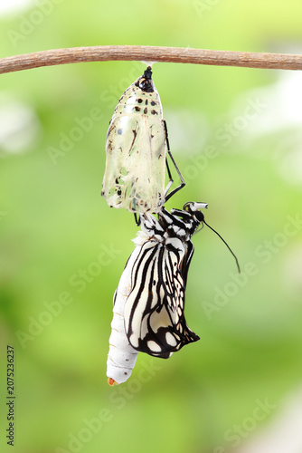 A close-up view of a butterfly emerging from its chrysalis during the metamorphosis process with butterfly