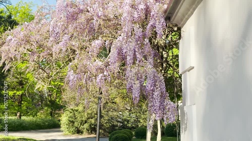 Clusters of light purple wisteria drape beautifully over the side of a white house. This dreamy scene brings a feeling of romantic charm and peaceful elegance to a bright spring afternoon.