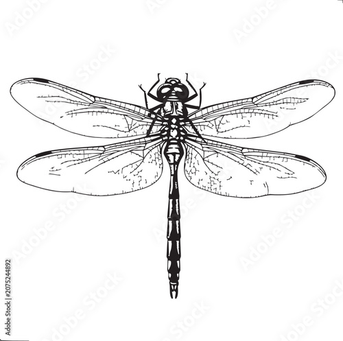 Fotografie Detailed dragonfly illustration in a clean white background for elegant natural