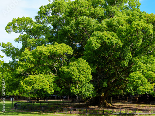 Photography 奈良県奈良公園の飛火野の大楠