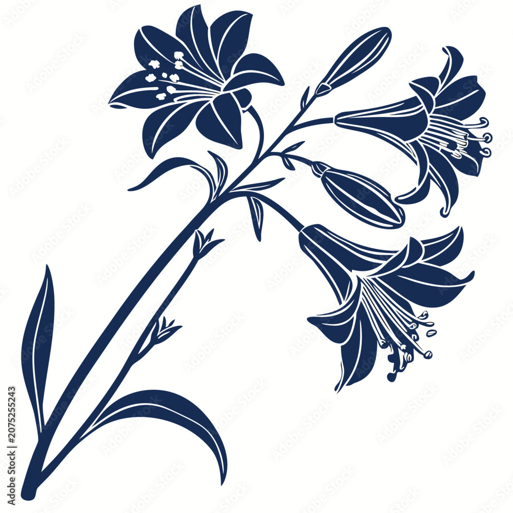 Fototapeta premium Xylobium Orchid Botanical silhouette Vector Illustration Isolated on White Background