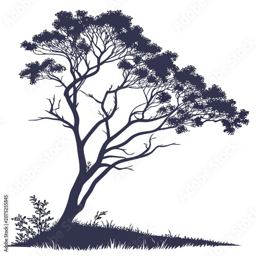 silhouette of xanthoceras sorbifolium on white background