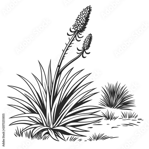 xanthorrhoea preissii line art vector on white