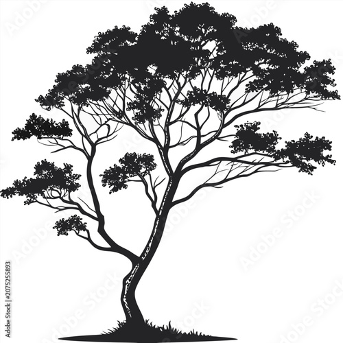 xanthoceras sorbifolium silhouette vector on white background