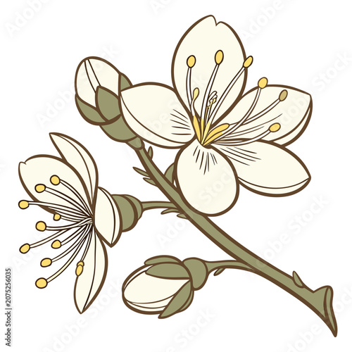 xanthoceras sorbifolium flower on white background