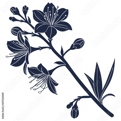 xanthoceras-sorbifolium-flower-silhouette-on-white (1).eps