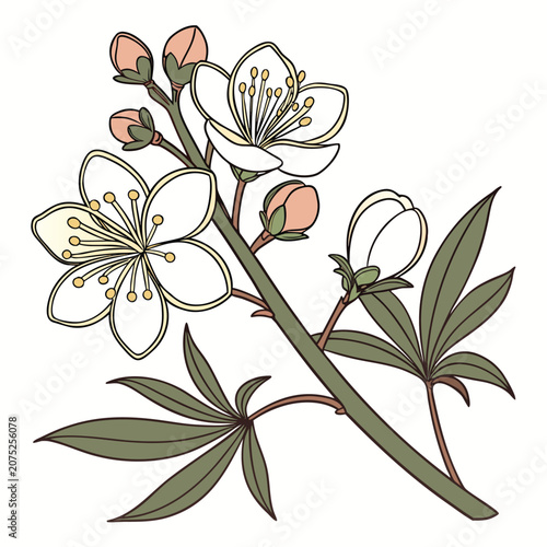 xanthoceras sorbifolium on white background 
