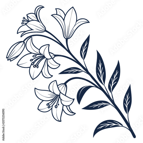 xanthoceras sorbifolium botanical line art vector isolated on white background