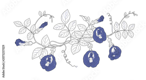 Blue butterfly pea flowers on a vine with leaves.