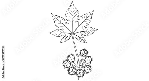 Castor Bean Plant Leaf and Seed Pods Sketch.
