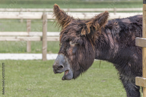 horse eating hay