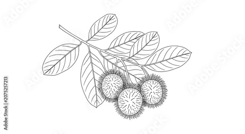 Rambutan Fruit Branch Line Drawing Illustration.