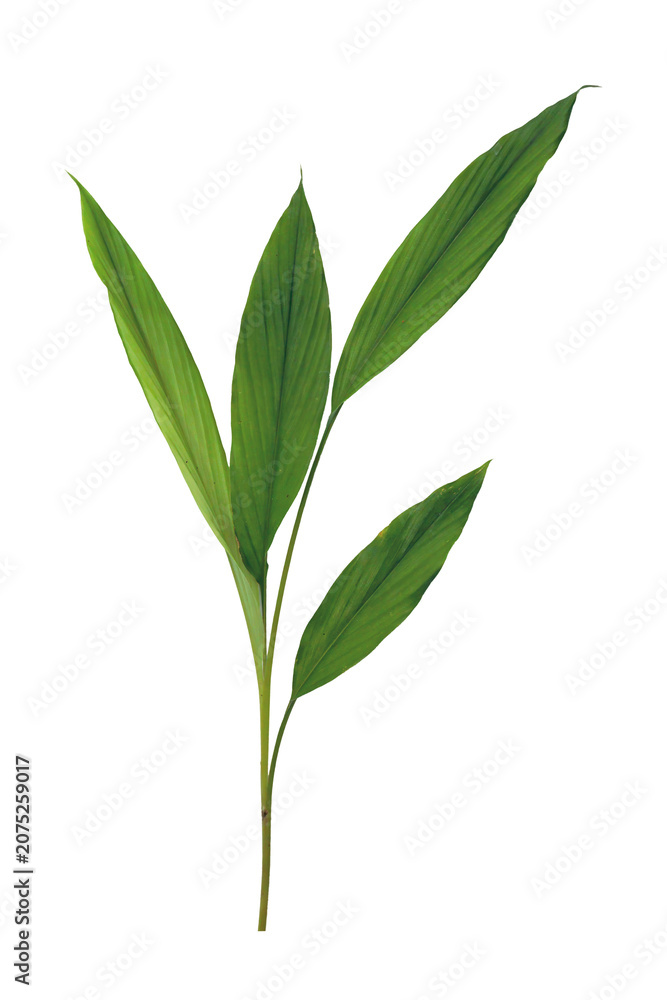Fototapeta premium Green tropical leaf sprig element isolated for graphic design asset