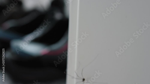 Indoor view highlighting delicate arachnid features. Detailed capturing movement of small harvestman on wall. Close examination of miniature spider displaying limb details indoors